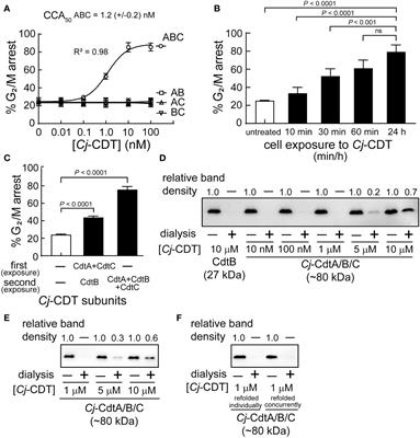Revisiting bacterial cytolethal distending toxin structure and function